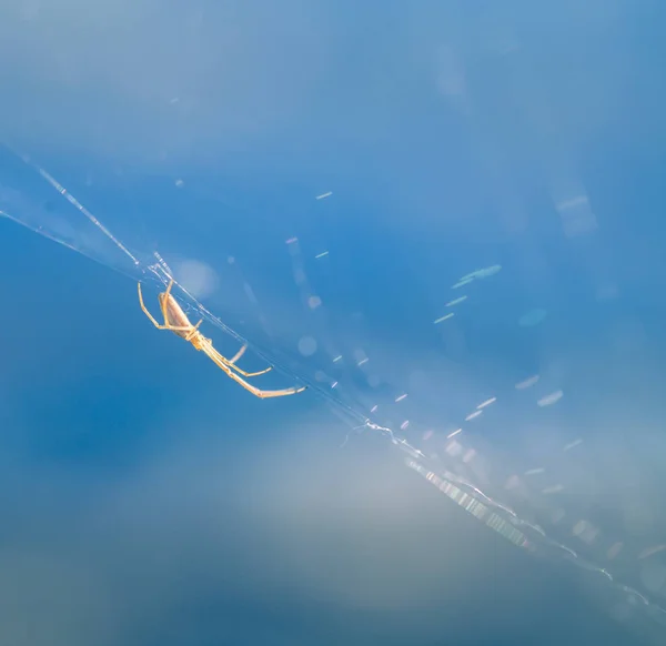 Vacker Närbild Spindel Liwing Träsket Spaider Nät Våtmarker Tidig Morgon — Stockfoto