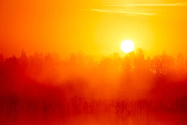 Ein Schöner Heller Sonnenaufgang Über Dem Sumpf Roten Tönen Dramatischer — Stockfoto