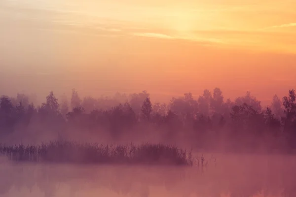 Piękny Różowy Świt Ower Bagno Wschodzącego Słońca Atmosferze Mglisty Mokradeł — Zdjęcie stockowe