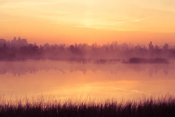 Hermoso Amanecer Rosa Debe Pantano Sol Saliendo Los Humedales Atmósfera —  Fotos de Stock