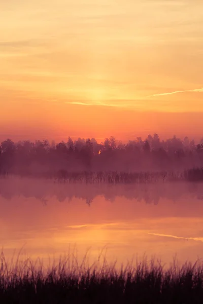 Beau Lever Soleil Rose Envahit Marais Soleil Levant Dans Les — Photo