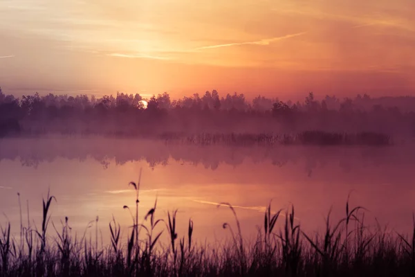 Beautiful Pink Sunrise Ower Swamp Sun Rising Wetlands Purple Misty — Stock Photo, Image