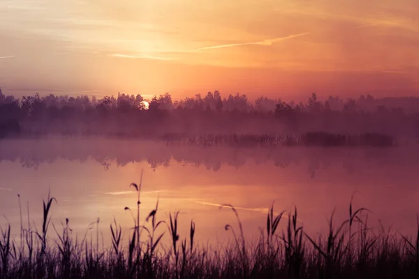 Hermoso Amanecer Rosa Debe Pantano Sol Saliendo Los Humedales Atmósfera —  Fotos de Stock