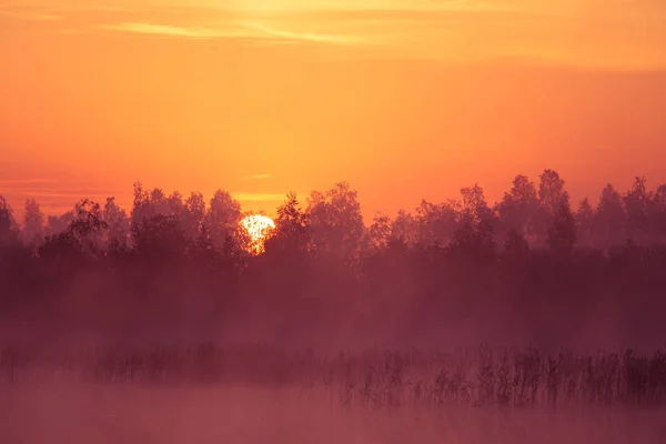 美しい ピンクの日の出 Ower 紫の霧深い雰囲気に朝日が昇る ラトビア Northertn ヨーロッパ — ストック写真