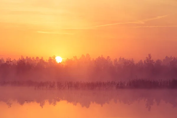 Hermoso Amanecer Rosa Debe Pantano Sol Saliendo Los Humedales Atmósfera — Foto de Stock