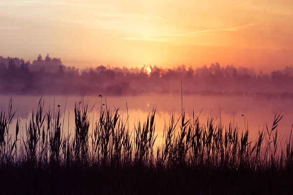 Hermoso Amanecer Rosa Debe Pantano Sol Saliendo Los Humedales Atmósfera —  Fotos de Stock