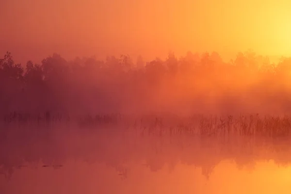 Hermoso Amanecer Rosa Debe Pantano Sol Saliendo Los Humedales Atmósfera — Foto de Stock