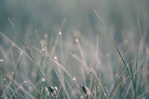 Naturalną Roślinność Rośnie Ziemi Bagno Flora Naturalnym Środowisku Terenów Podmokłych — Zdjęcie stockowe