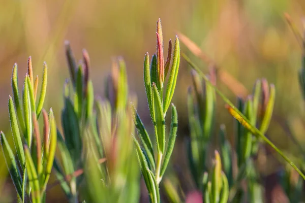 Vegetación Natural Que Crece Suelo Pantano Flora Hábitat Natural Humedales — Foto de Stock