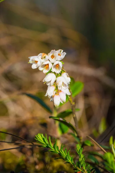 Végétation Naturelle Poussant Sol Dans Les Marais Flore Dans Habitat — Photo