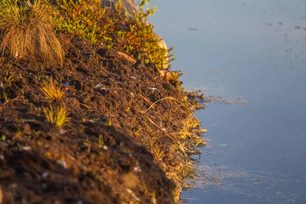 Une Tourbe Sèche Sur Sol Marécageux Tourbe Brune Dans Environnement — Photo