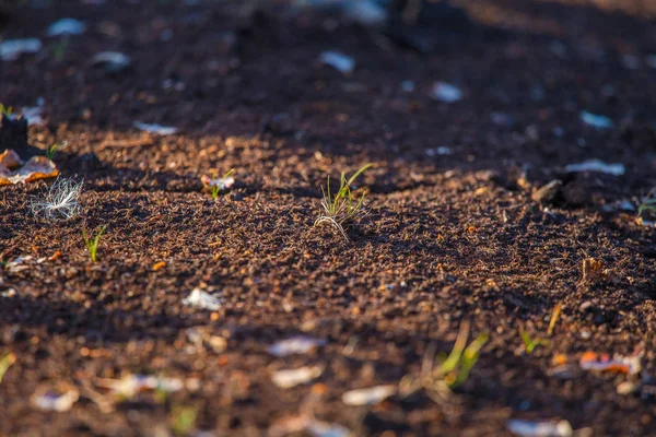 Une Tourbe Sèche Sur Sol Marécageux Tourbe Brune Dans Environnement — Photo