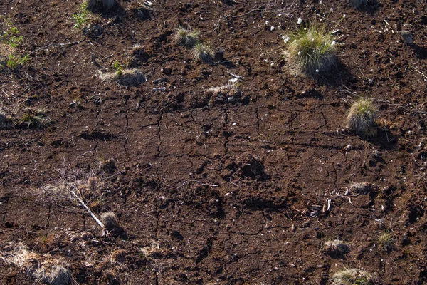 Dry Peat Floor Swamp Brown Peat Natural Environment Latvia Northern — Stock Photo, Image