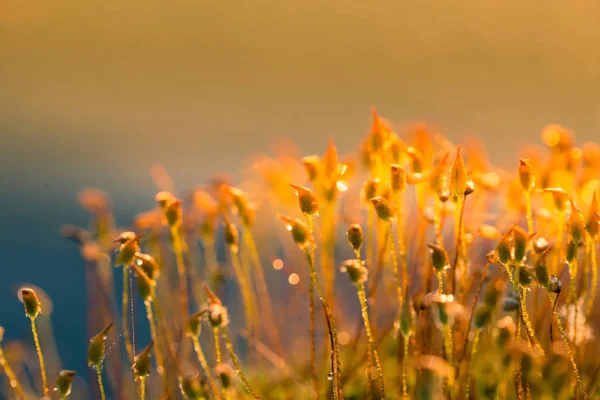 Beautiful Closeup Moss Growing Natural Habitat Swamp Scenery Wetland Flora — Stock Photo, Image