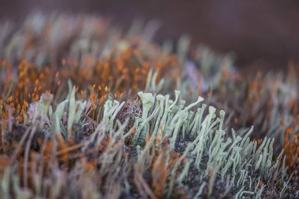 Beau Gros Plan Une Mousse Poussant Dans Habitat Naturel Dans — Photo