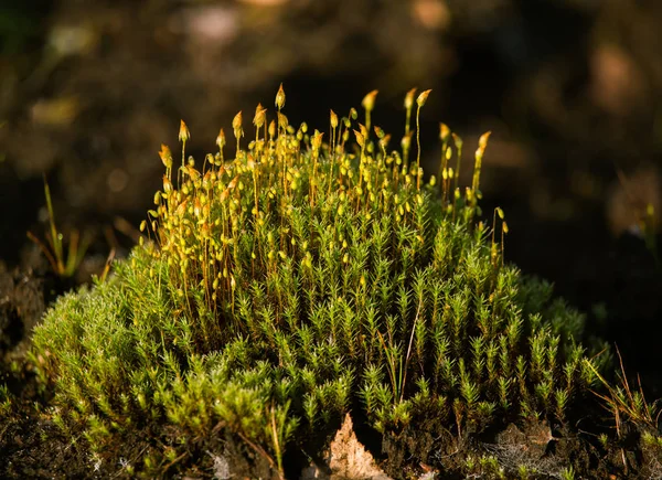 Beautiful Closeup Moss Growing Natural Habitat Swamp Scenery Wetland Flora — Stock Photo, Image