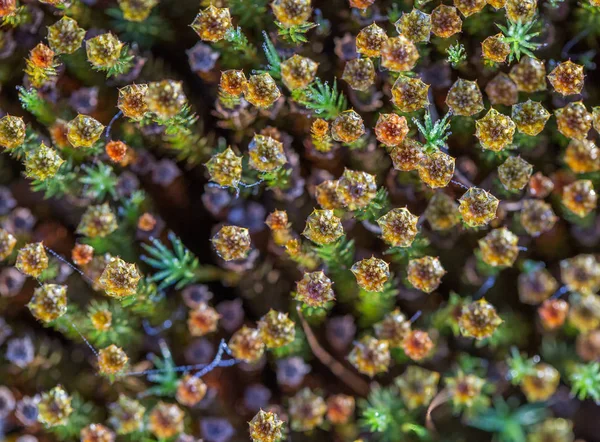 Piękny Zbliżenie Moss Rosnących Naturalnym Środowisku Bagno Dekoracje Flora Terenów — Zdjęcie stockowe