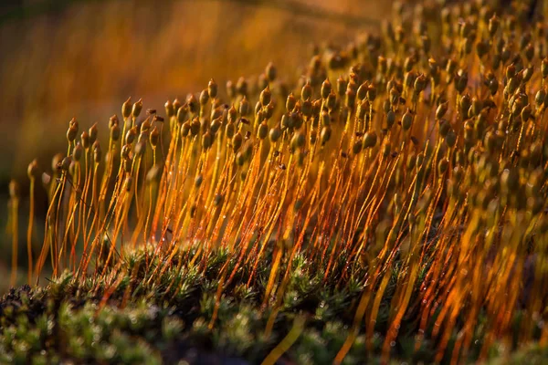 Krásná Detailní Mech Roste Přirozeném Prostředí Bažině Scenérie Mokřadní Flóry — Stock fotografie