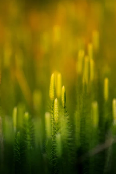 Όμορφη Closeup Μια Βρύα Αναπτύσσονται Στο Φυσικό Περιβάλλον Βάλτο Τοπίο — Φωτογραφία Αρχείου
