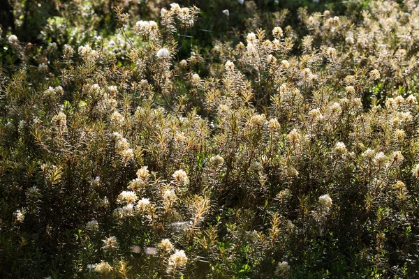 Belo Pântano Labradores Crescendo Habitat Natural Pântano Paisagem Zonas Húmidas — Fotografia de Stock