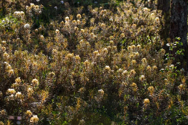 Krásná Marsh Labradoři Roste Prostředí Přírodním Bažina Mokřadní Krajinu Jarní — Stock fotografie