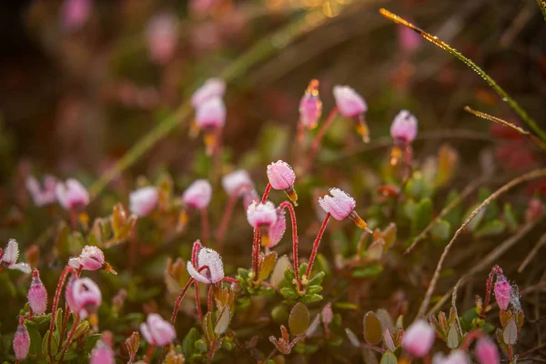 Hermoso Arándano Rosa Florece Hábitat Natural Pantano Paisaje Primaveral Humedales —  Fotos de Stock