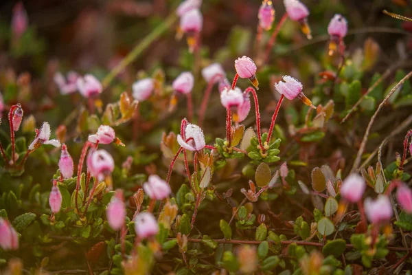 Hermoso Arándano Rosa Florece Hábitat Natural Pantano Paisaje Primaveral Humedales — Foto de Stock