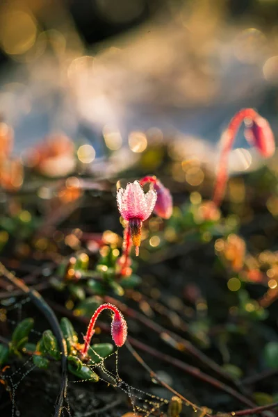 Vacker Rosa Tranbär Blommor Livsmiljö Träsket Våren Landskap Våtmarker Lettland — Stockfoto