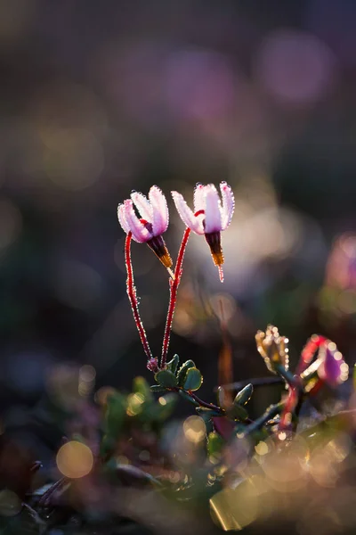 Vacker Rosa Tranbär Blommor Livsmiljö Träsket Våren Landskap Våtmarker Lettland — Stockfoto