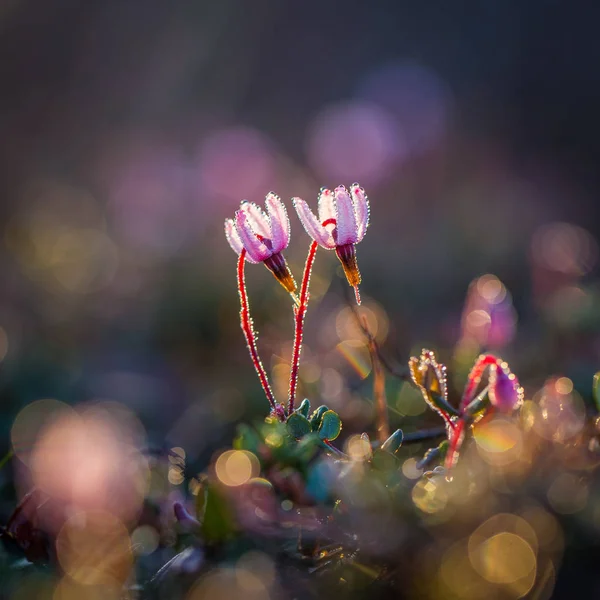 Eine Schöne Rosa Preiselbeere Blüht Einem Natürlichen Lebensraum Des Sumpfes — Stockfoto