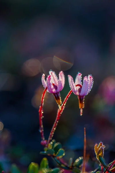 Bir güzel pembe kızılcık çiçekler Bataklığı'nın doğal ortamlarında. Bahar toplayan sulak Letonya, Kuzey Avrupa.