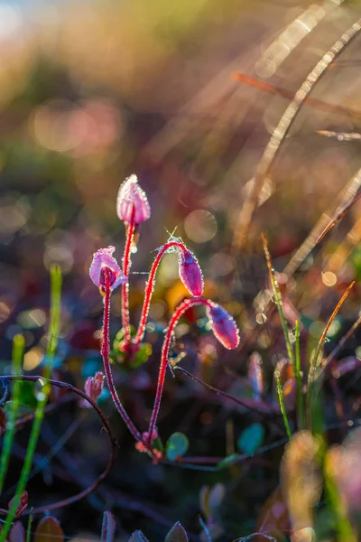 Eine Schöne Rosa Preiselbeere Blüht Einem Natürlichen Lebensraum Des Sumpfes — Stockfoto