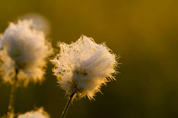 Beau Gros Plan Une Tête Blanche Cotonnier Poussant Dans Habitat — Photo