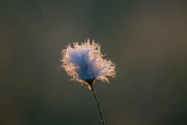 Een Mooie Close Van Een Witte Cottongrass Heads Groeien Een — Stockfoto