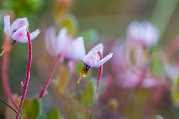 Beautiful Pink Cranberry Flowers Natural Habitat Swamp Spring Scenery Wetlands — Stock Photo, Image