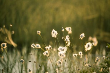 Bataklık bir doğal ortamında büyüyen bir beyaz cottongrass başkanları güzel bir portre. Sulak flora Letonya, Kuzey Avrupa, doğal closup.