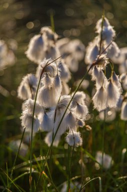 Bataklık bir doğal ortamında büyüyen bir beyaz cottongrass başkanları güzel bir portre. Sulak flora Letonya, Kuzey Avrupa, doğal closup.