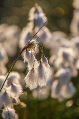 Bataklık bir doğal ortamında büyüyen bir beyaz cottongrass başkanları güzel bir portre. Sulak flora Letonya, Kuzey Avrupa, doğal closup.