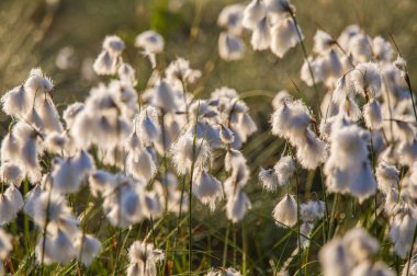 Bataklık bir doğal ortamında büyüyen bir beyaz cottongrass başkanları güzel bir portre. Sulak flora Letonya, Kuzey Avrupa, doğal closup.