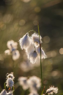 Bataklık bir doğal ortamında büyüyen bir beyaz cottongrass başkanları güzel bir portre. Sulak flora Letonya, Kuzey Avrupa, doğal closup.