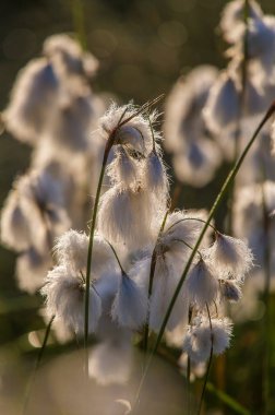 Bataklık bir doğal ortamında büyüyen bir beyaz cottongrass başkanları güzel bir portre. Sulak flora Letonya, Kuzey Avrupa, doğal closup.