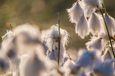 Bataklık bir doğal ortamında büyüyen bir beyaz cottongrass başkanları güzel bir portre. Sulak flora Letonya, Kuzey Avrupa, doğal closup.