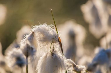 Bataklık bir doğal ortamında büyüyen bir beyaz cottongrass başkanları güzel bir portre. Sulak flora Letonya, Kuzey Avrupa, doğal closup.