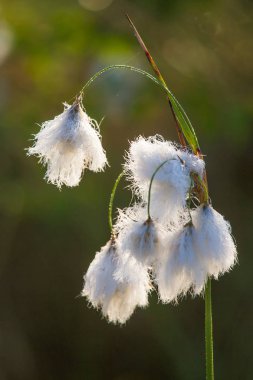 Bataklık bir doğal ortamında büyüyen bir beyaz cottongrass başkanları güzel bir portre. Sulak flora Letonya, Kuzey Avrupa, doğal closup.