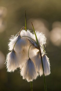Bataklık bir doğal ortamında büyüyen bir beyaz cottongrass başkanları güzel bir portre. Sulak flora Letonya, Kuzey Avrupa, doğal closup.