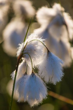 Bataklık bir doğal ortamında büyüyen bir beyaz cottongrass başkanları güzel bir portre. Sulak flora Letonya, Kuzey Avrupa, doğal closup.
