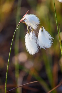 Bataklık bir doğal ortamında büyüyen bir beyaz cottongrass başkanları güzel bir portre. Sulak flora Letonya, Kuzey Avrupa, doğal closup.