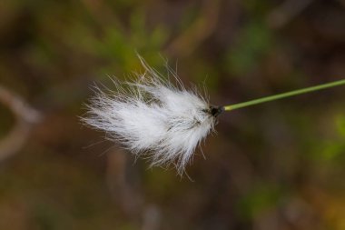 Bataklık bir doğal ortamında büyüyen bir beyaz cottongrass başkanları güzel bir portre. Sulak flora Letonya, Kuzey Avrupa, doğal closup.
