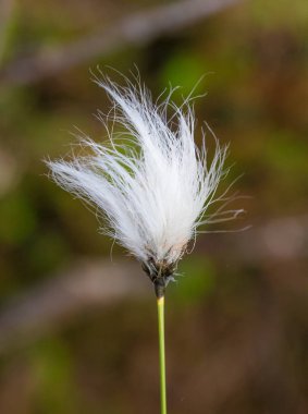 Bataklık bir doğal ortamında büyüyen bir beyaz cottongrass başkanları güzel bir portre. Sulak flora Letonya, Kuzey Avrupa, doğal closup.