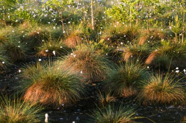 Doğal bataklık ortamında büyüyen Cottongrass. Letonya, Kuzey Avrupa üzerinde weltalnds çim kümeleri.